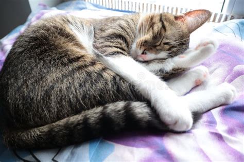 Chat Tabby Mignon Avec Pattes Blanches Et Nez Rose Photo Stock Image