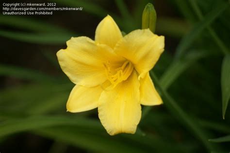 Plantfiles Pictures Daylily Stella De Oro Hemerocallis By Poppysue