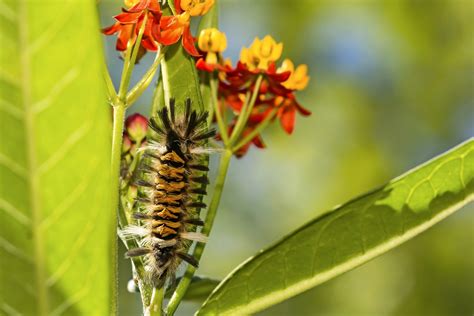 Meet the Milkweed Tussock Moth and Caterpillar - Birds and Blooms