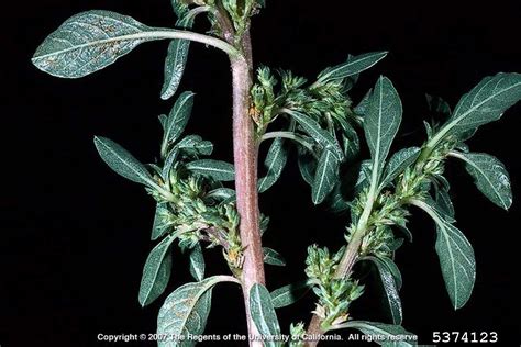 Prostrate Pigweed Amaranthus Blitoides Caryophyllales Amaranthaceae