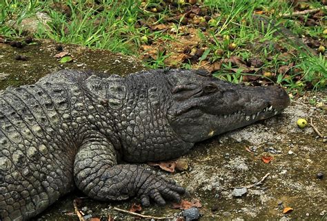 Philippine Crocodile Npc Natures Park Crocodile Iligan City Park