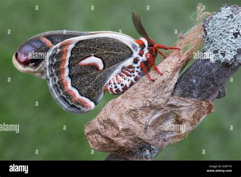 Giant Silk Moth Hyalophora cecropia adult recently emerged from Stock ...