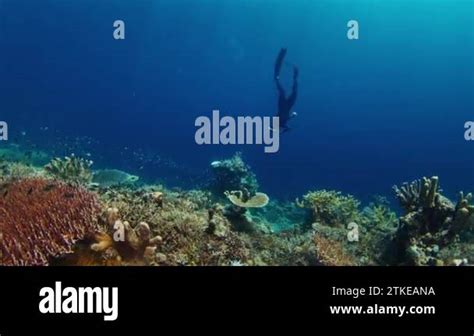 Freediving On The Reef With Fish Freediver Descends And Glides