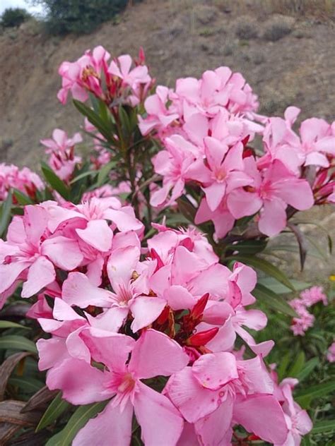 Oleander Plant Nature Free Photo On Pixabay Pixabay