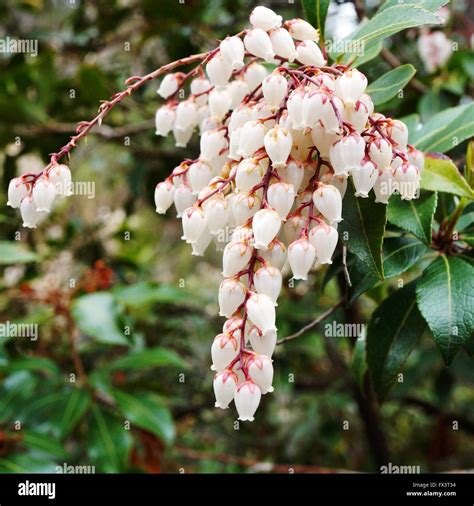 Flower Bells Of The Pieris Japonica Bush Also Known As Andromeda And