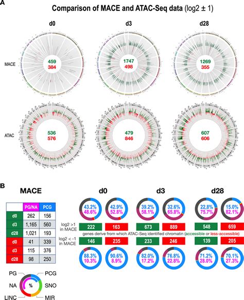 Comparing Mace And Atac Seq Data Of The T Model System In Circos