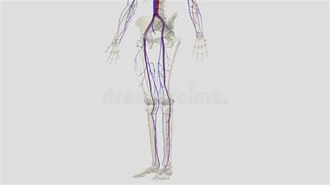 Great Saphenous Vein and Small Saphenous Vein are Superficial Veins in ...