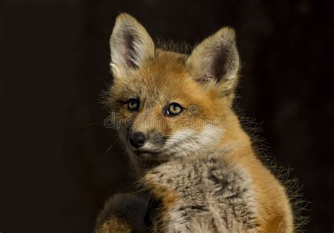 Red Fox baby stock image. Image of furry, american, expansion - 58277625