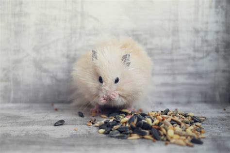 Why Do Hamsters Put Food In Their Cheeks And What You Need To Know