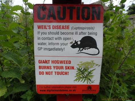 Weils Disease And Giant Hogweed Warning Signs And Symbols