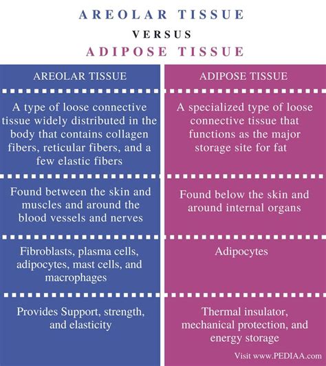 Function of areolar connective tissue