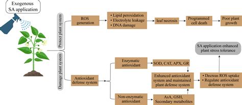 Frontiers Uncovering The Mechanisms Of Salicylic Acid Mediated