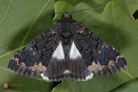 Wei Es Ordensband Bild Bestellen Naturbilder Bei Wildlife Media