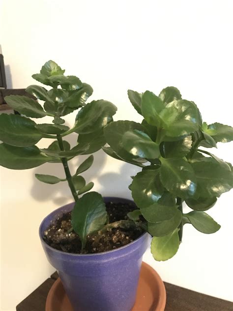 Waxy Thick Leaves With Ridged Edges Almost Seems Succulent What Plant Is This Rwhatsthisplant