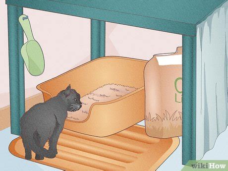 How To Make An Efficient Cat Litter Box Setup Steps