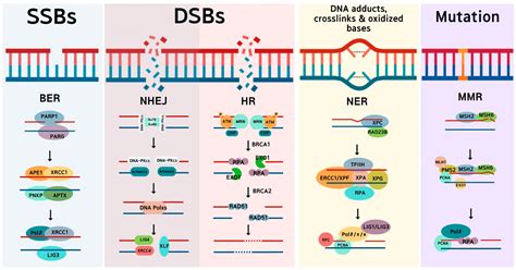 Brca Dna Repair By