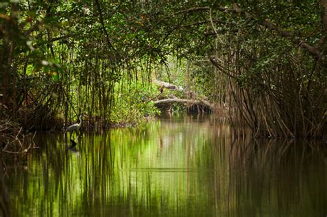 Manglares De Colombia Colombia Verde