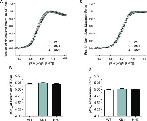 NNOS Inhibition Has No Impact On The Ca 2 Sensitivity Of Myofilament