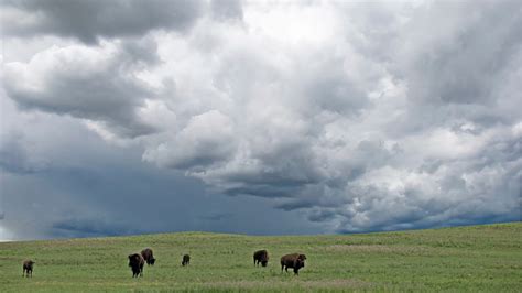 Be The Buffalo And Face Lifes Storms