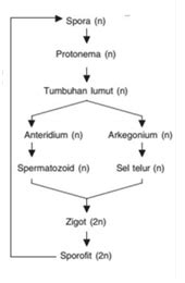 Perhatikan Skema Daur Hidup Tumbuhan Lumut Berikut