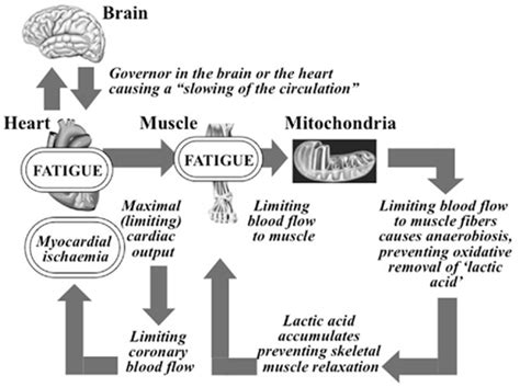 Frontiers | Fatigue is a Brain-Derived Emotion that Regulates the ...