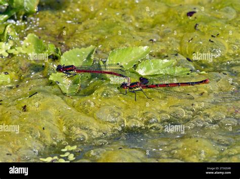 Large Red Damselfly Pyrrhosoma Nymphula Adult Pair Mating Resting On