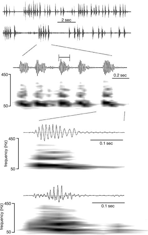 Examples Of P Japonica Male Vibrational Signals A Two 15 S Download Scientific Diagram