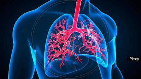 Of 3d Illustration Human Respiratory System Anatomy Hd Wallpaper Pxfuel