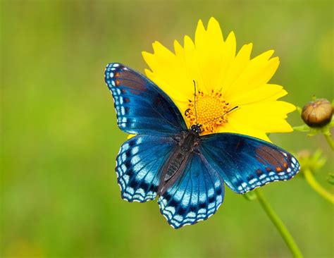 National Learn About Butterflies Day March Th Days Of The Year