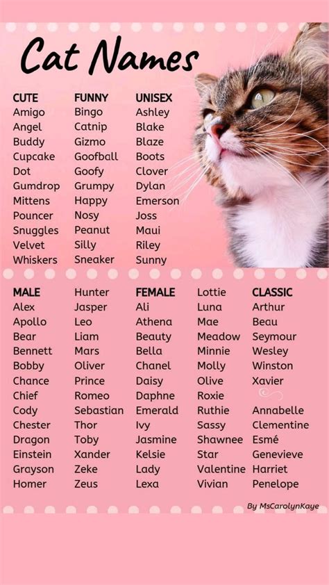 The Best Cat Names That Start With B Artofit