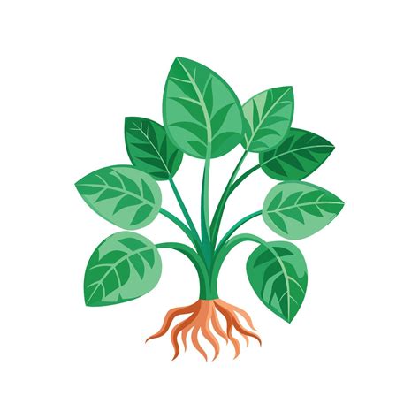 Nerve Plant Fittonia Unique Design 57392590 Vector Art at Vecteezy