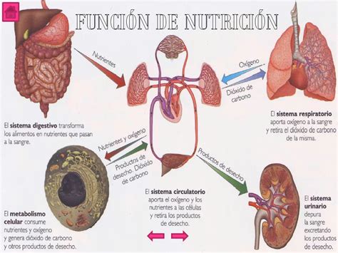 La Nutrici N En El Ser Humano