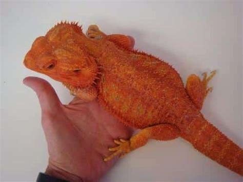 Red bearded dragon for sale | baby red bearded dragons for sale