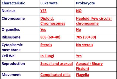 Selective Toxicity And Antibiotics Flashcards Quizlet