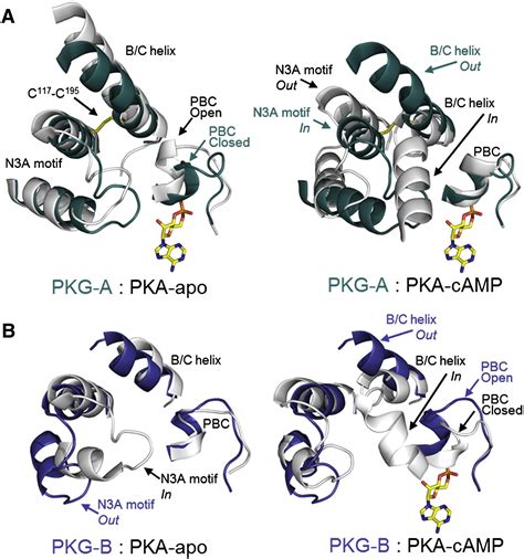 Crystal Structure Of Cgmp Dependent Protein Kinase Reveals Novel Site