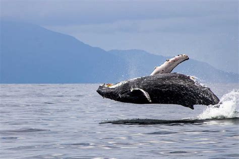 Puerto Vallarta - Whale Watching - Fun Vacation