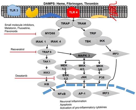 IJMS Free Full Text Role Of Adaptor Protein Myeloid Differentiation