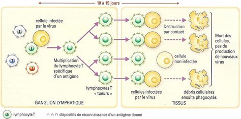 Action Des Lymphocytes T Diagram Quizlet