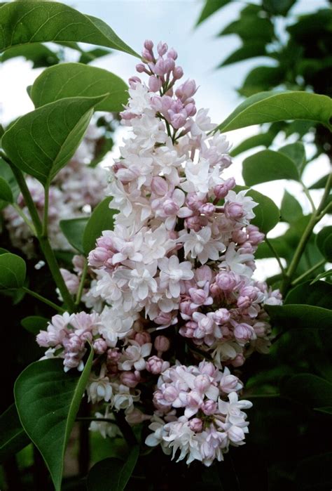 Syringa Vulgaris Krasavitsa Moskvy Beauty Of Moscow Lil Siteone