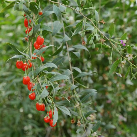 Goji Berries – Terrasoul Superfoods