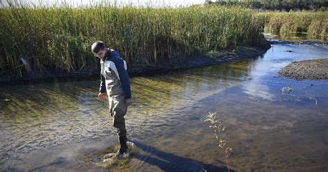 Wetland restoration is cleaning up the Clearwater Chain