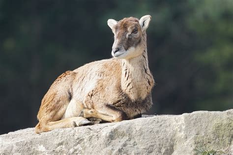 Mouflon Female Sheep European - Free photo on Pixabay - Pixabay