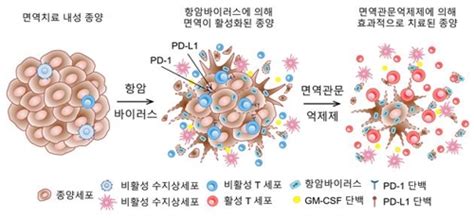 면역 항암제 내성 극복 길 열렸다새 치료전략 제시 연합뉴스