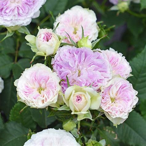 pink and white flowers are blooming in the garden