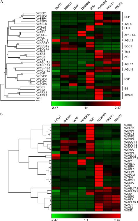 Expression profiles of grapevine MIKC genes in vegetative and ... 