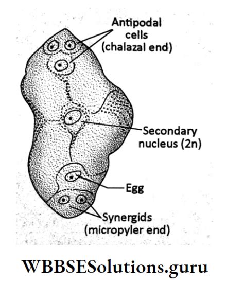 Wbbse Solutions For Class Life Science Chapter Continuity Of Life