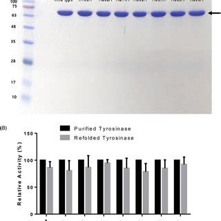 A Sds Page Of Wild Type Human Tyrosinase And Mutant Enzymes After