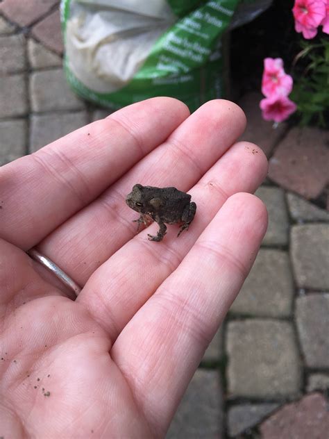 Baby Toad Tinyanimalsonfingers