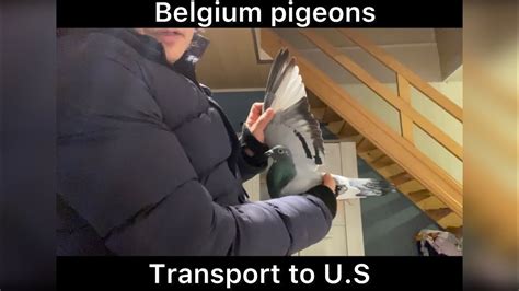 Belgium Pigeons Drapa Kittel X Harry Hooymans And Porsche