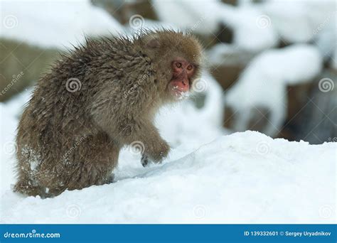 Japanese Macaque on the Snow. Stock Image - Image of japanese, fauna: 139332601